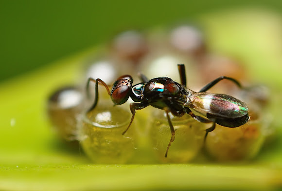 Egg Parasitoid wasp | Project Noah
