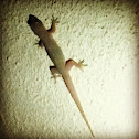 Common House Gecko