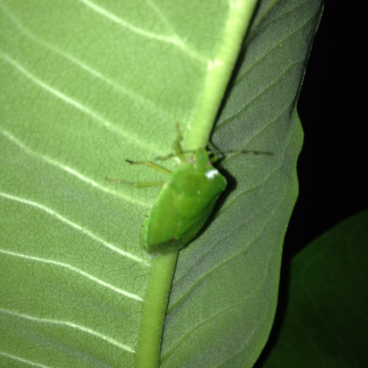 Green stink bug