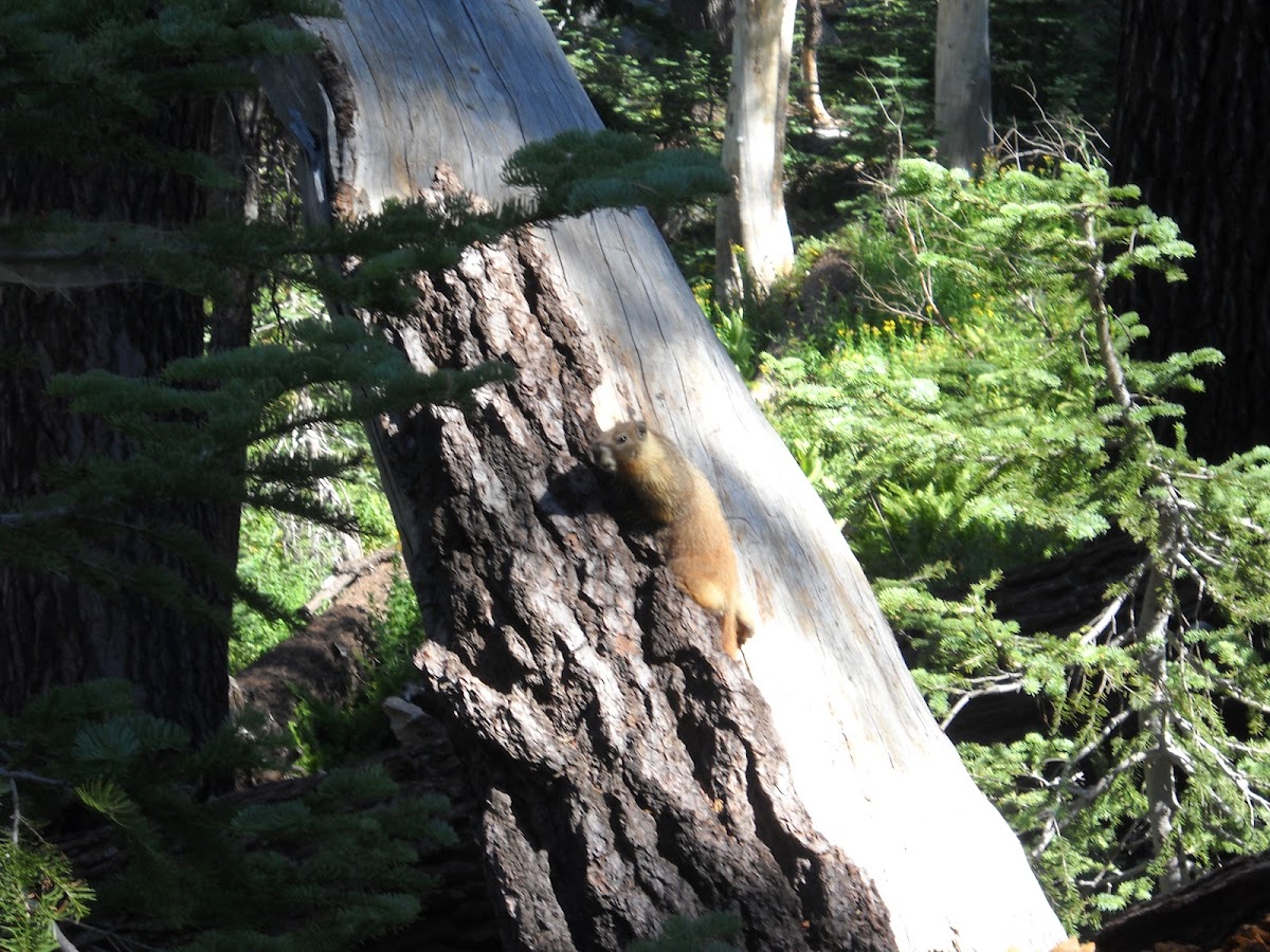 yellow- bellied marmot