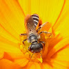 Halictid bee