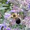 Brown Belted Bumble Bee