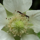 Flower of the mulberry  (with spider)