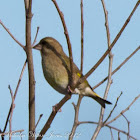 Greenfinch; Verderón