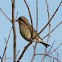 Greenfinch; Verderón