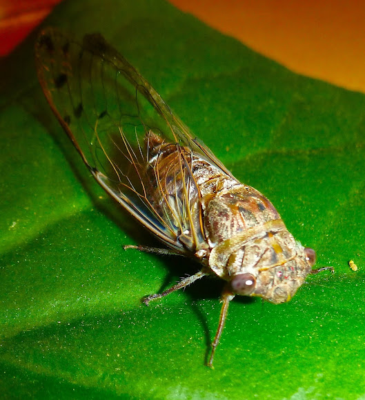 Cicada | Project Noah