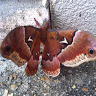 Tulip-Tree Silkmoth