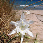 Lirio marino. Sea daffodil