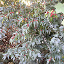 Japanese Barberry