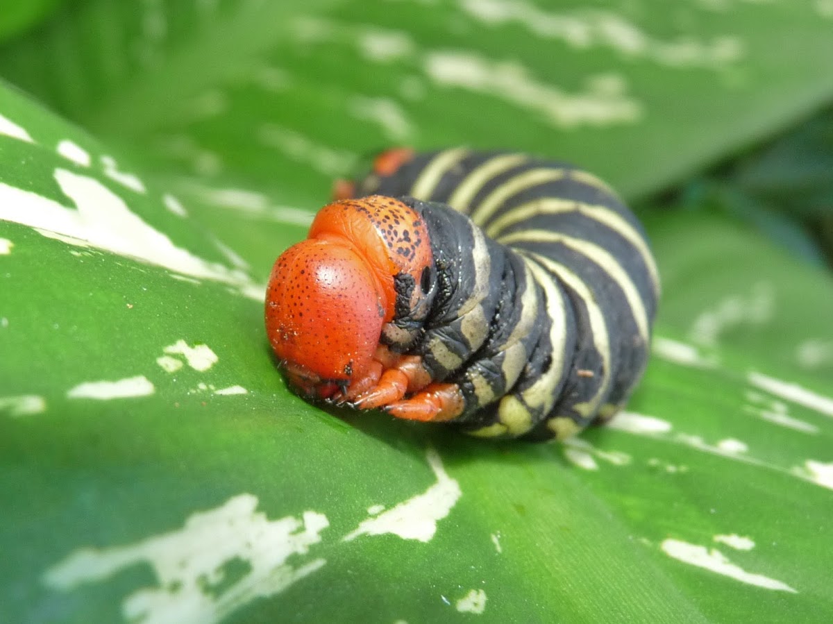 Frangipani Caterpillar