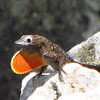 Brown Anole Lizard (male)