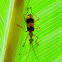 Carabid Beetle