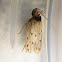 Gelechioid Moth