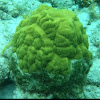 Yellow brain coral