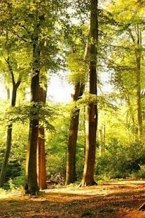 Wallpaper Nature Free HD Screenshots 1