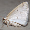 Gray Spring Moth