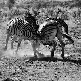 Wrestling Stripes by Moné Ehlers - Animals Other