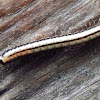 native millipede