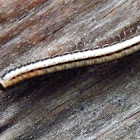 native millipede