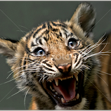Baby Tiger by Renos Hadjikyriacou -  