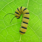 Tiger-mimic Queen caterpillar