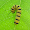 Tiger-mimic Queen caterpillar