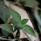 fly on a damselfly