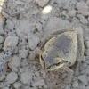 Sierran Tree Frog