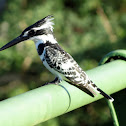 Pied kingfisher