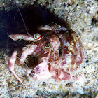 Jeweled Anemone Hermit Crab