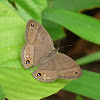 Wood Satyr Butterfly