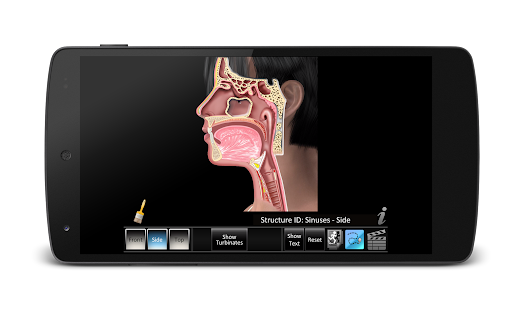 Sinus ID Screen 2