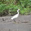 Amerikaanse kleine zilverreiger, Snowy Egret