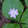 Woodland Star