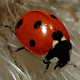 Ladybug - Live Wallpaper APK