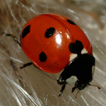 Ladybug - Live Wallpaper Apk