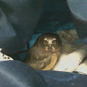 Juvenile Northern Saw-Whet Owl