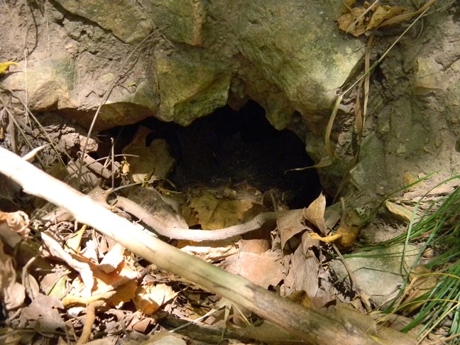unidentified mammal burrow