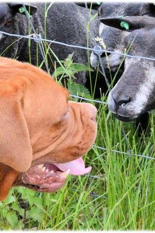 Dogue de Bordeaux Puzzle