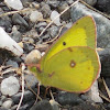 Clouded Sulphur