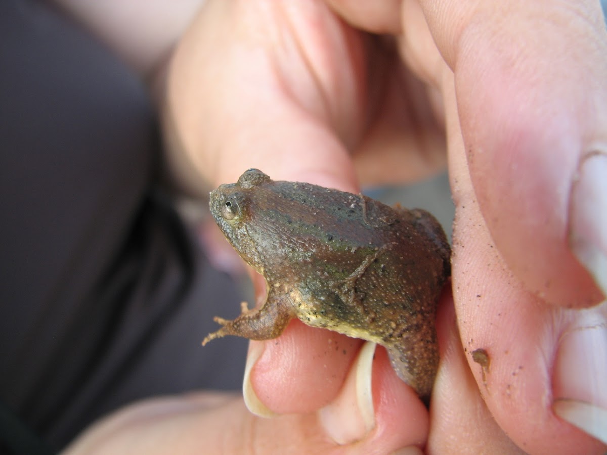 Green floating frog