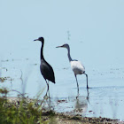 Little Blue Heron (Adult and immature)