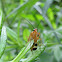 Common Scorpionfly