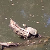 Western or Pacific Pond Turtle