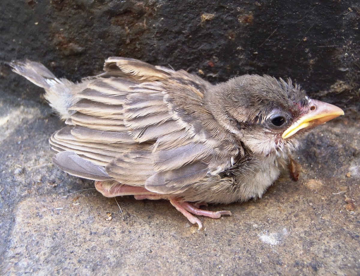 Gorrión común, gurriato. House Sparrow