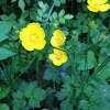 Bulbous buttercup