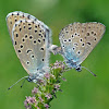 Large Blue - Azuré du serpolet