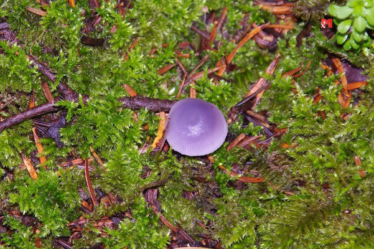 Lilac bonnet