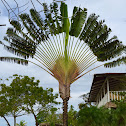 Madagascar or Travelers Palm