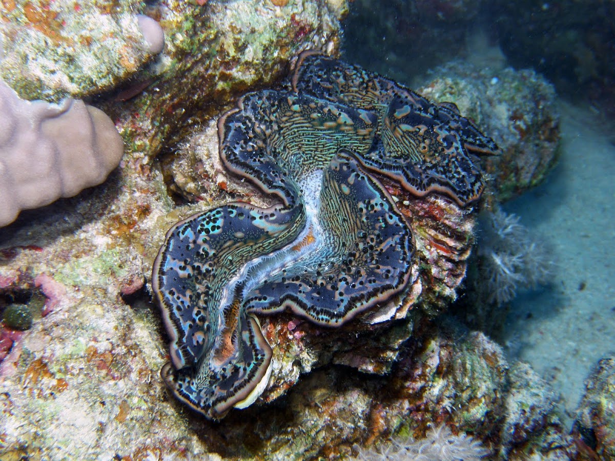 Red Sea Giant clam